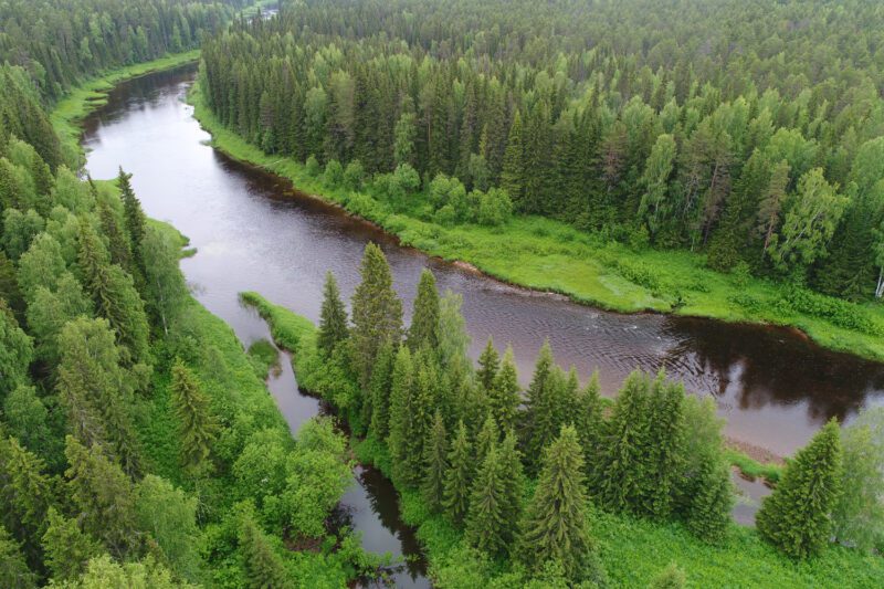 Tajga: Zelena pluća planete, poprište nevjerovatnih priča i predmet naučnih istraživanja