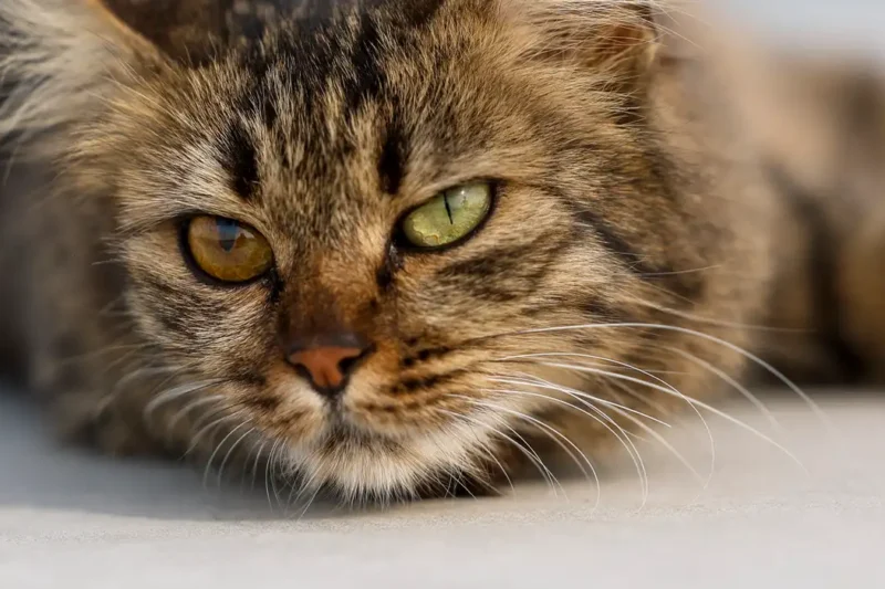 Mačke nikada neće zavoleti ovakve osobe